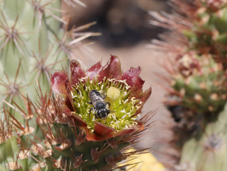 La flor de una cholla barbona con una abeja en el centro