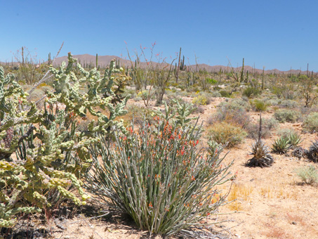 Candelilla en plena flor