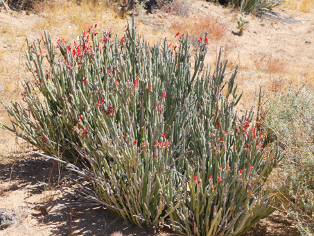 Candelilla en plena flor