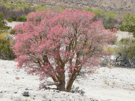 Copalquín con flores rosadas