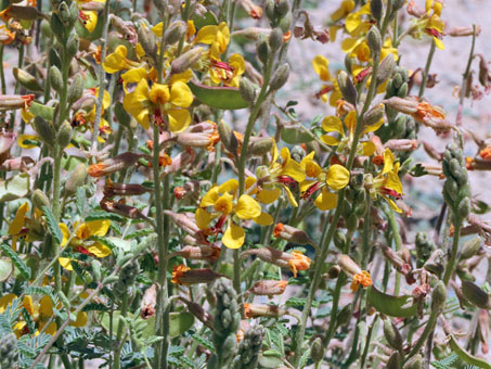 flores y fruto de Camote de Ratón