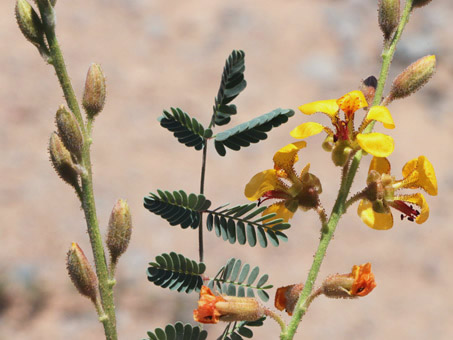 Flores de Camote de Ratón