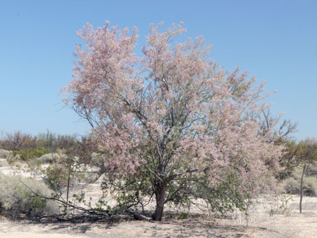 Palo Hierro llena de flores rosadas y blancas