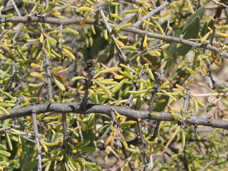 Las ramas grises y hojas suculentas de la Frutilla