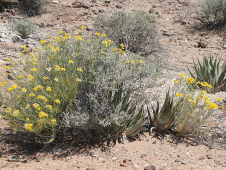 Algunas plantas desérticas crecen en un montículo