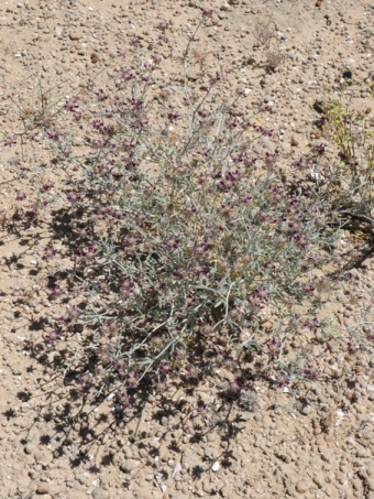 La forma de crecer be la planta Dye bush