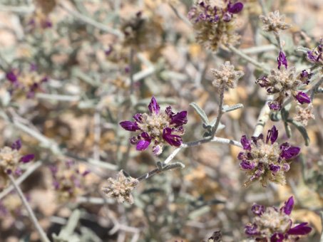 Las flores diminutas y moradas de Dye bush