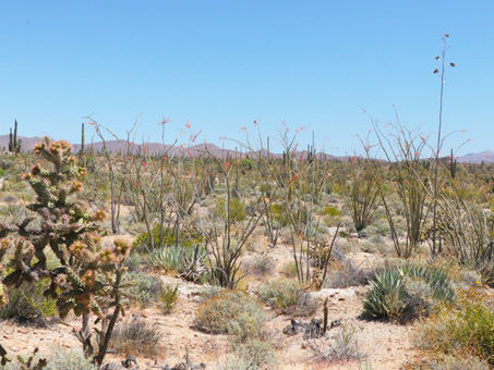 Matorral del Desierto Central