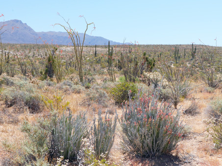 Candelilla con muchas flores rojas