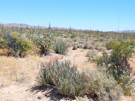 Matorral del Desierto Central