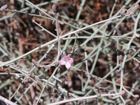 Una flor rosada y tallos verde grisáceos de Stephanomeria pauciflora