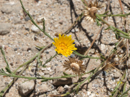 La flor amarilla de Cola de Zorra