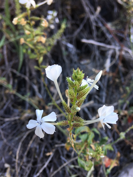 Plumbago zeylanica