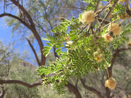 Palo Chino leaves and flowers