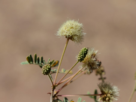 Botones y flores de Palo Chino