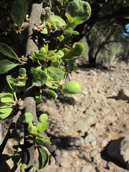 Hojas y fruto de Bebelama