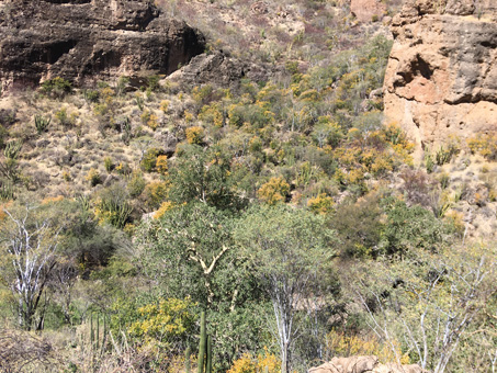 Los árboles en el arroyo