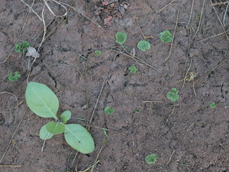 liverworts