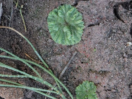 liverworts