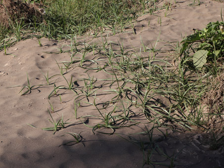 Purple sedgenut plants