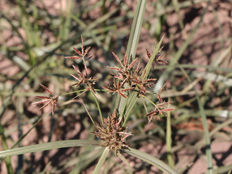 Purple Nutsedge