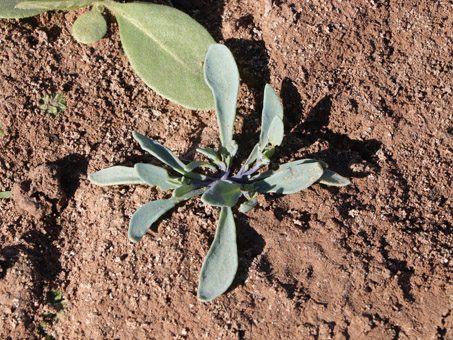 Alkali heliotrope seedling