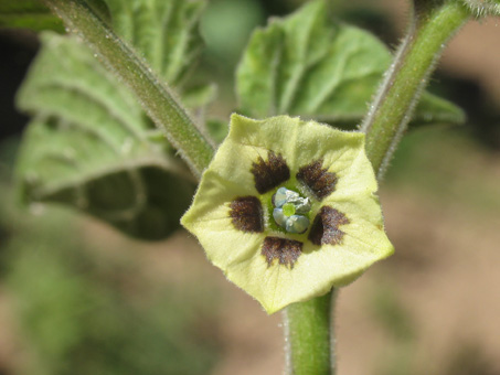 Hairy Tomatillo flower