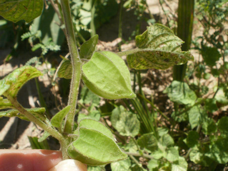 fruto de  Tomatillo