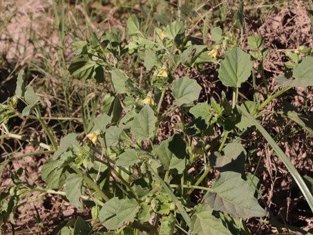 Tomatillo plant