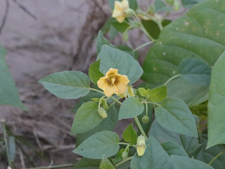 Tomatillo flowers