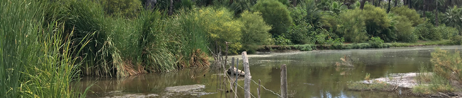 freshwater wetland