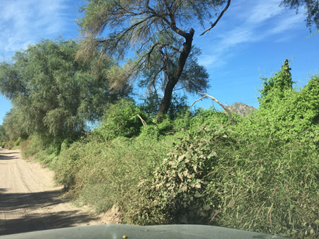 enredederas y zacates a lo largo del camino en mayo de 2022