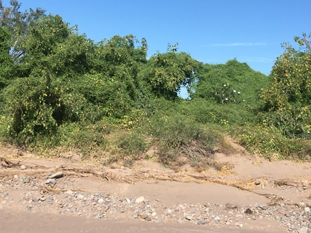 Vines covering plants in desert scrub