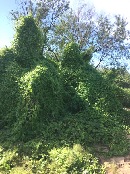 Glorietas de Desert Starvine