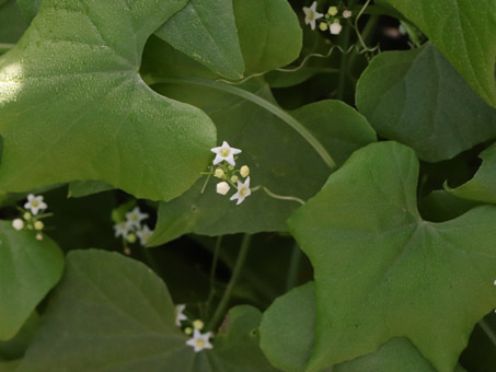 Desert Starvine con flores