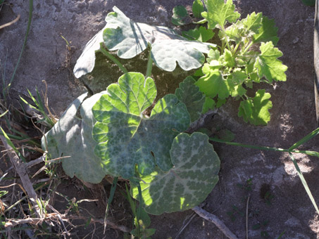 Young Baja California Melon plant