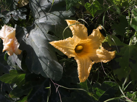 Baja California Melon flowers