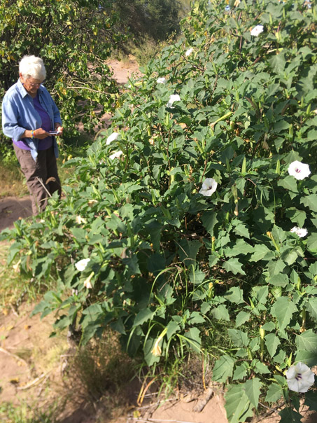 Huge Desert Thornapple plant with flowers