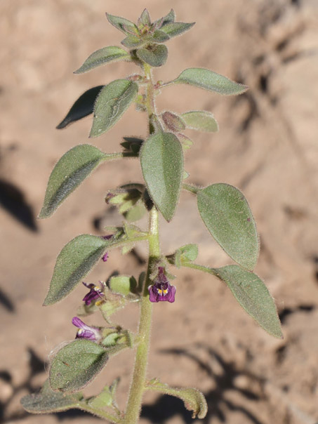 Canyon Snapdragon plant with flowers