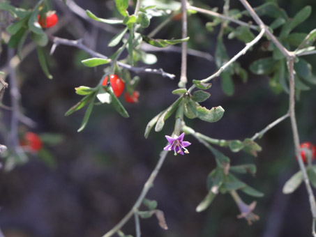 Una frutilla con flores y fruto