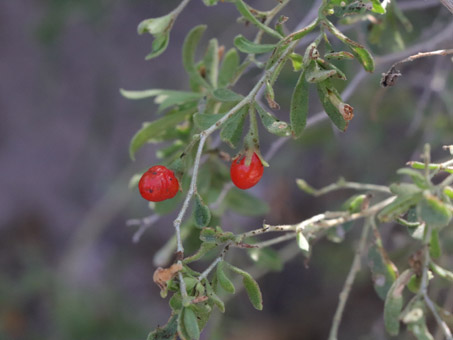 Una frutilla con fruto