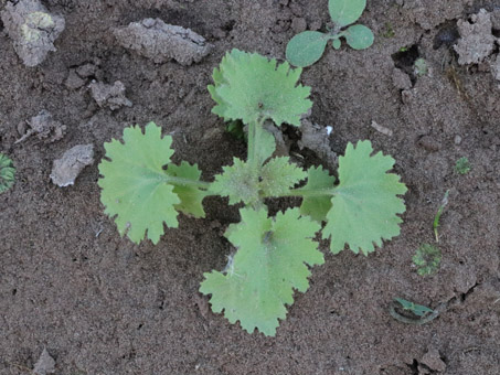 Baja California Rock Daisy seedling