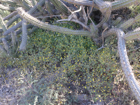 Plantas de manzanilla del monte