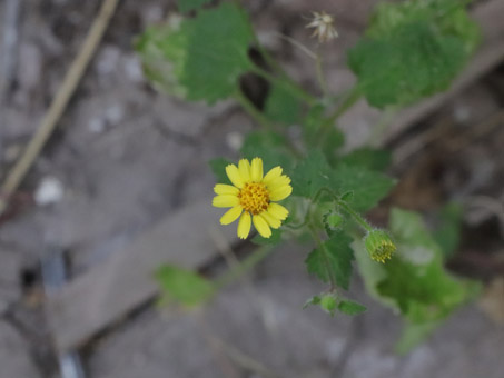 California Rockdaisy flower