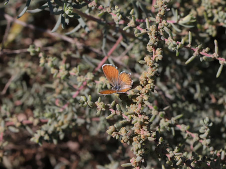 Mariposa Azul pigmea