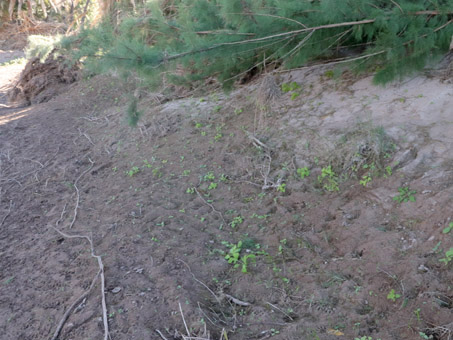 sprouts at dry marsh