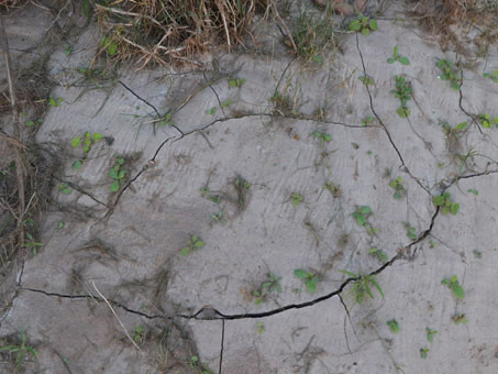 sprouts at dry marsh