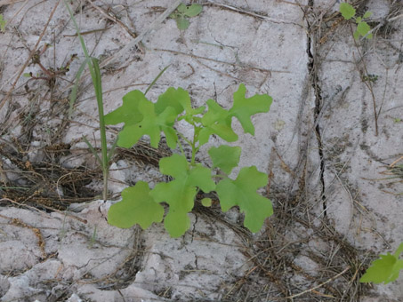 plántula de Palmer Rock-mustard