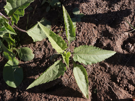 Canyon Ragweed sprout