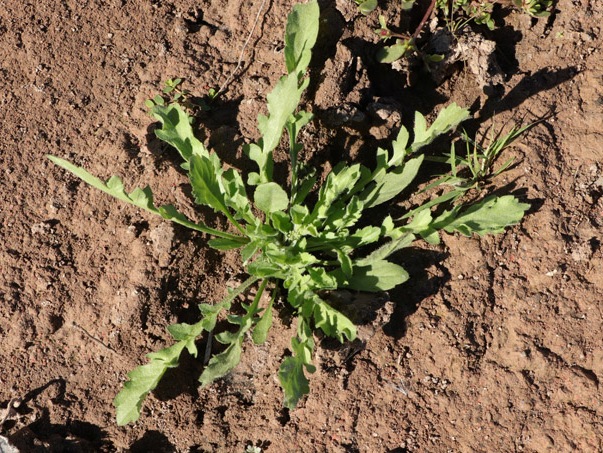 planta de Lentigia cimarona